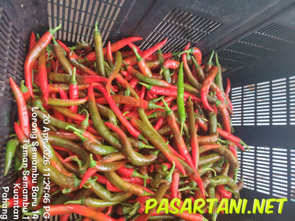 dari kebun - Red Chilli (Big) (Cili Merah Besar)
