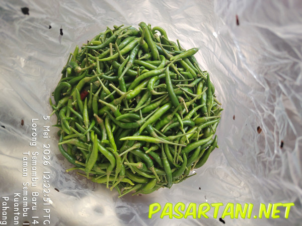 dari kebun - Bird's Eye Chilli (Green) (Cili Padi Hijau)