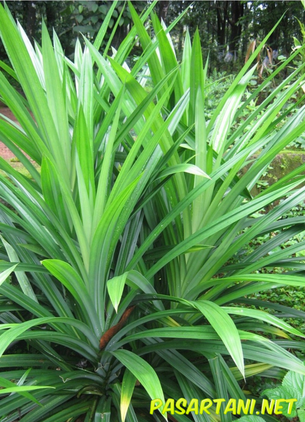 Daun pandan - Spices & Aromatics (Fresh) (Rempah & Bahan Wangi (Segar)