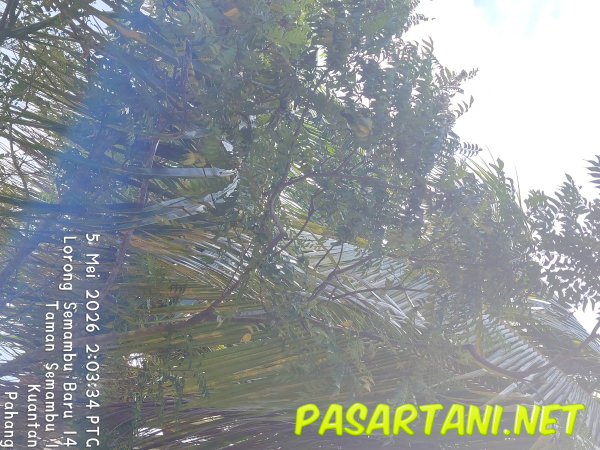 daun kari - Spices & Aromatics (Fresh) (Rempah & Bahan Wangi (Segar)