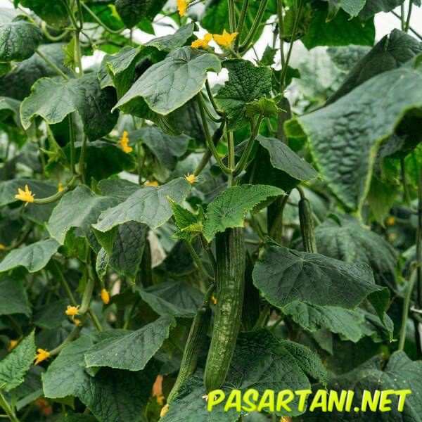 Timun jepun - Cucumber (Timun)