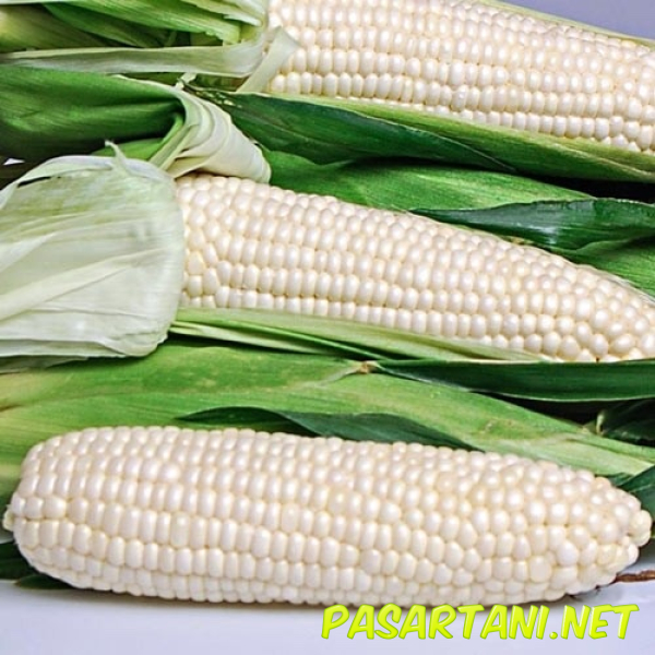 Jagung susu - Sweet Corn (Jagung Manis)