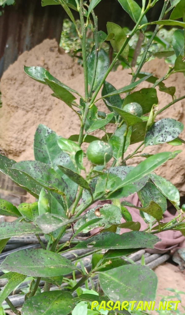 Bibit limau kasturi - Seedling & Medium