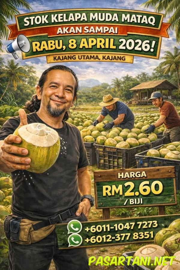 KELAPA MUDA MATAQ - Fruits